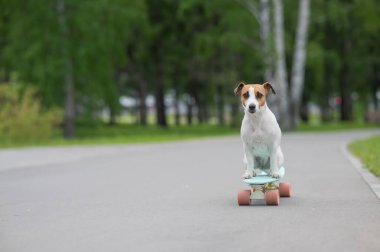Jack Russell Terrier köpeği parkta bir kuruş tahtasına biner.