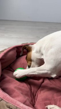 Jack Russell Terrier Köpeği Şeker İçin Bir Sırla Bir Top Çiğniyor. Dikey video