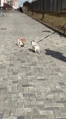 İki Jack Russell Teriyeri yürüyüş yaparken karşılaştı.