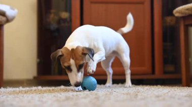 Jack Russell Teriyer Köpeği Şeker İçin Bir Sırla Bir Topu Çiğniyor