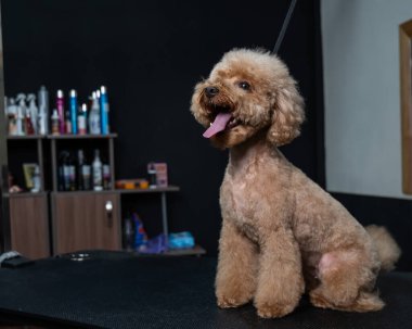 Bir kuaförde yeni hazırlanmış bir kaniş.