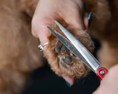 Bir tımarcı, çikolatalı mini bir kanişin tüylerini kesmek için makas kullanır.