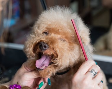 Kuaför kuaförde kaniş tarıyor.