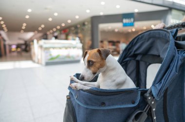 Alışveriş merkezinde bir evcil hayvanla alışveriş yapmak. Jack Russell Terrier bebek arabasındaki köpek