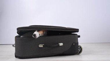 Bir yaşındaki çocuk Jack Russell Terrier 'ı bavulundan çıkardı.