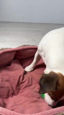 Jack Russell Terrier Köpeği Şeker İçin Bir Sırla Bir Top Çiğniyor. Dikey video