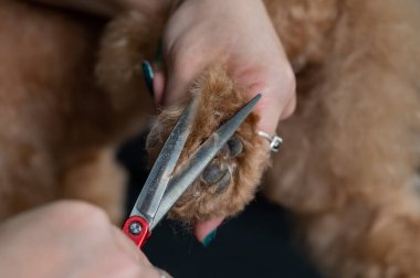 Bir tımarcı, çikolatalı mini bir kanişin tüylerini kesmek için makas kullanır.
