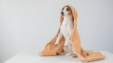 Beyaz arka planda havluya sarılı Jack Russell Terrier köpeği