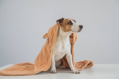 Beyaz arka planda havluya sarılı Jack Russell Terrier köpeği