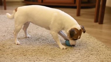Jack Russell Teriyer Köpeği Şeker İçin Bir Sırla Bir Topu Çiğniyor