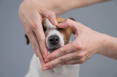 Sahibi, Jack Russell Terrier 'ının yüzüne yakın bir kalp şeklinde ellerini tutuyor.