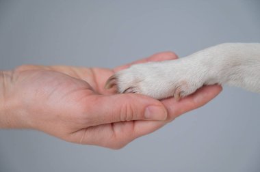 Sahibi köpeği pençesinden tutuyor. Yakın plan.