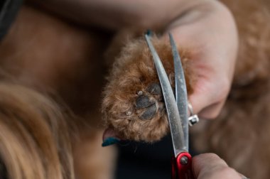 Bir tımarcı, çikolatalı mini bir kanişin tüylerini kesmek için makas kullanır.