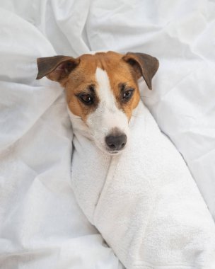 Jack Russell Terrier beyaz havluya sarılı olarak sırt üstü yatıyor.