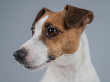  Gri arka planda Jack Russell Terrier köpeği portresi