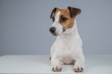  Gri arka planda Jack Russell Terrier köpeği portresi