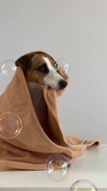 Havluya sarılmış Jack Russell Terrier köpeği portresi. Sabun köpükleri