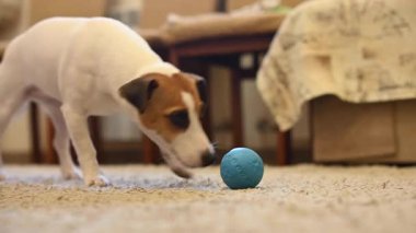 Jack Russell Teriyer Köpeği Şeker İçin Bir Sırla Bir Topu Çiğniyor
