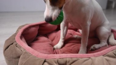 Jack Russell Teriyer Köpeği Şeker İçin Bir Sırla Bir Topu Çiğniyor