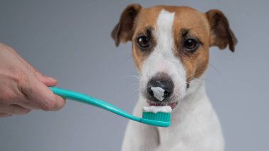 Sahibi dişlerini fırçalaması için Jack Russell Terrier 'ı öneriyor. Köpek diş macununu yalıyor.