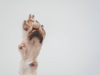 Beyaz arkaplanda köpek pençesi