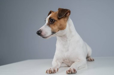  Gri arka planda Jack Russell Terrier köpeği portresi
