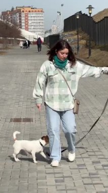 Beyaz kadın Jack Russell Terrier köpeğini gezdiriyor.