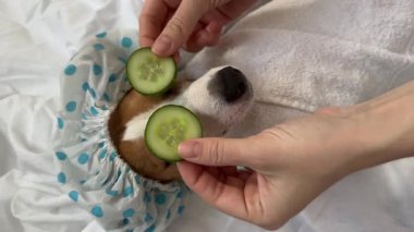 Köpek spa 'sı. Kadın, Jack Russell Terrier 'ın gözlerine salatalık yerleştiriyor.