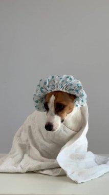 Jack Russell Teriyer Köpeği Havluya Sarıldı ve Duşun Kapağı Sabun köpüklerine Bakıyor