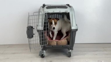 Jack Russell Terrier köpeği seyahat gemisine girdi