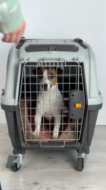 Sahibi Jack Russell Terrier 'ı Seyahat Kutusu' ndan çıkardı. Dikey video