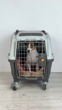 Pet Carrier for Travel filmindeki Jack Russell Terrier Dog. Dikey video