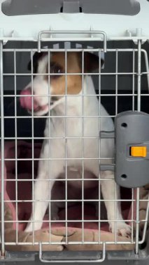 Pet Carrier for Travel filmindeki Jack Russell Terrier Dog. Dikey video