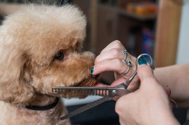 Tımarcı, çikolatalı mini bir kanişi tımar ediyor.