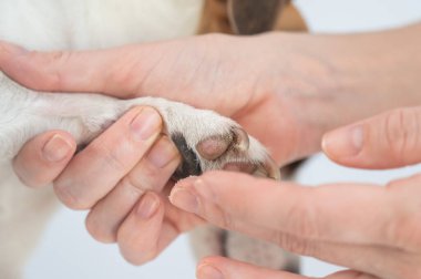Sahibi köpeklerin patilerine balmumu sürer.