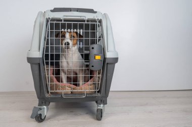 Jack Russell Teriyer Köpeği Hayvan Seyahat Çantasında