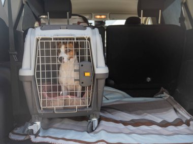 Jack Russell Teriyer Köpeği Seyahat Çantasında Hayvanlar Araba Bagajında