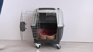 Sahibi Jack Russell Terrier 'a seyahat kafesine girmesini ve onu götürmesini emrediyor.