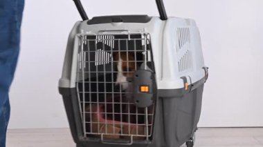 Sahibi güvenli taşımacılık için bir taşıyıcı getiriyor ve Jack Russell Terrier 'ı çıkarıyor.