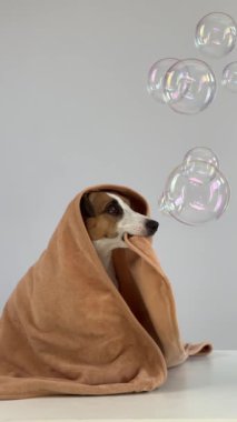 Havluya sarılmış Jack Russell Terrier köpeği portresi. Sabun köpükleri