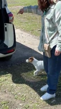 Sahibi Jack Russell Terrier 'a araba bagajında seyahat kafesine girmesini emretti.