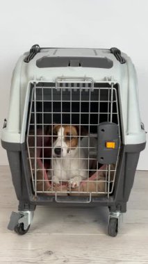 Pet Carrier for Travel filmindeki Jack Russell Terrier Dog. Dikey video