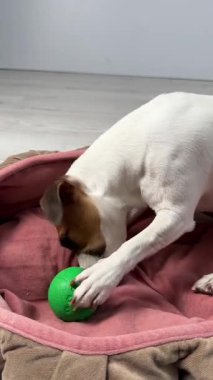 Jack Russell Terrier Köpeği Şeker İçin Bir Sırla Bir Top Çiğniyor. Dikey video