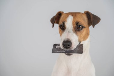  Card 'lı zeki köpek. Köpek ağzında kredi kartı tutarken dikkatlice oturuyor.