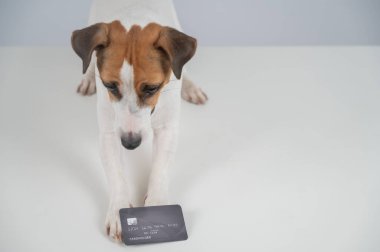 Beyaz arka planda banka kartı olan akıllı bir köpek.