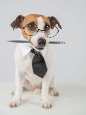 Jack Russell Terrier Köpeği Gözlüklü Kalem Tutucu