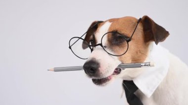İş köpeği Jack Russell Terrier 'ın ağzında kalem var.