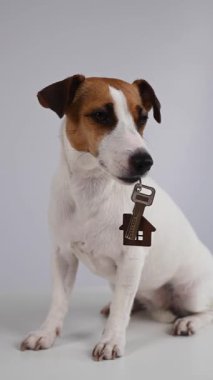 Beyaz arka planda Jack Russell Terrier Köpek Bekleme Evi Anahtarları