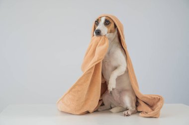 Beyaz arka planda havluya sarılı Jack Russell Terrier köpeği