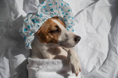 Jack Russell Terrier duş bonesi ve havluyla. Köpek kaplıcası